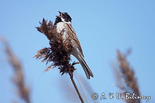 Potrzos zwyczajny, Emberiza schoeniclus