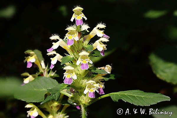 Poziewnik pstry, Galeopsis speciosa Mill.