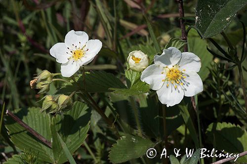 poziomka pospolita Fragaria vesca