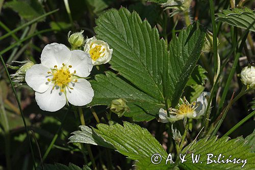 poziomka pospolita Fragaria vesca