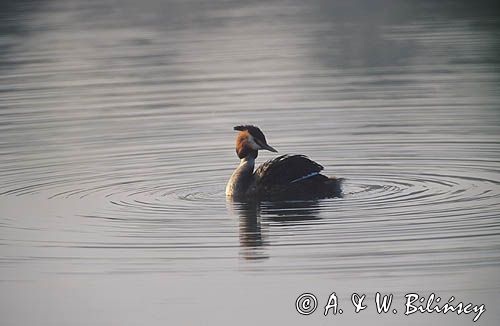 Perkoz dwuczuby, Podiceps cristatus) - średni, wędrowny ptak wodny z rodziny perkozów,