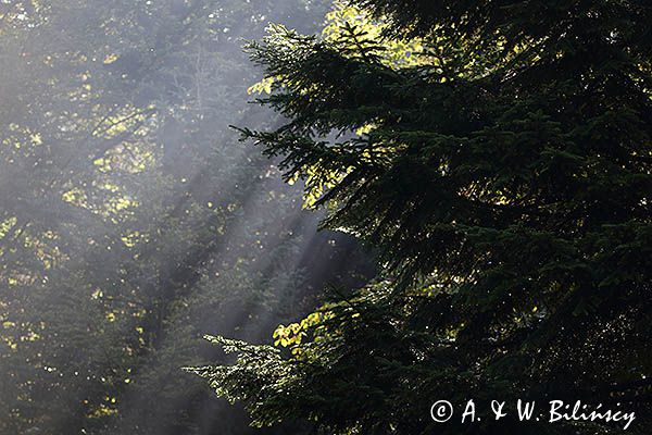Las, promienie słońca we mgle