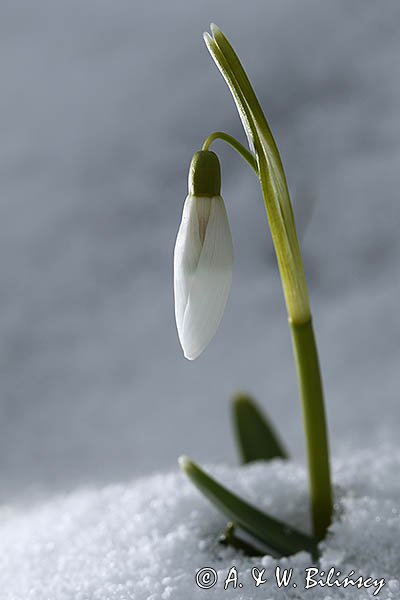 Galanthus nivalis, śnieżyczka przebiśnieg