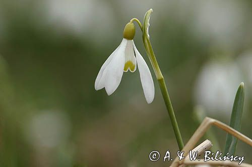 Galanthus nivalis, śnieżyczka przebiśnieg