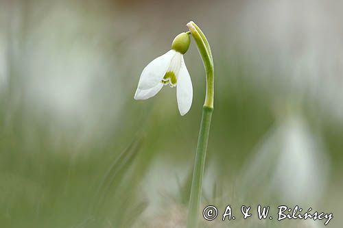 Galanthus nivalis, śnieżyczka przebiśnieg