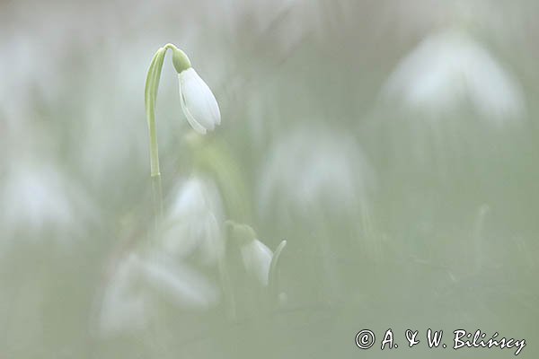 Galanthus nivalis, śnieżyczka przebiśnieg