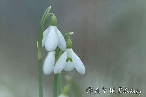 Galanthus nivalis, śnieżyczka przebiśnieg