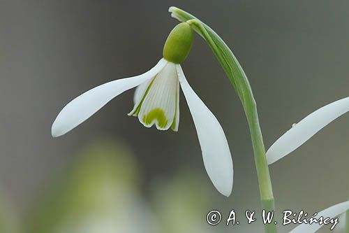 Galanthus nivalis, śnieżyczka przebiśnieg