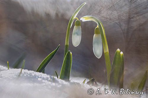 Galanthus nivalis, śnieżyczka przebiśnieg