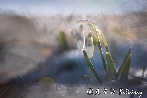 Galanthus nivalis, śnieżyczka przebiśnieg