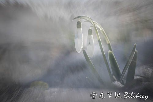 Galanthus nivalis, śnieżyczka przebiśnieg