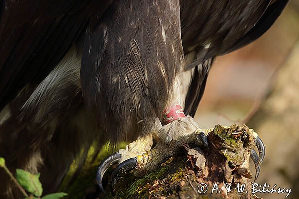 Orzeł przedni, zys, Aquila chrysaetos, szpony