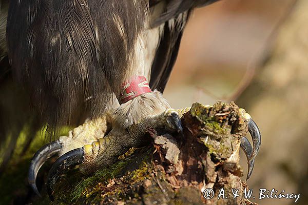 Orzeł przedni, zys, Aquila chrysaetos, szpony