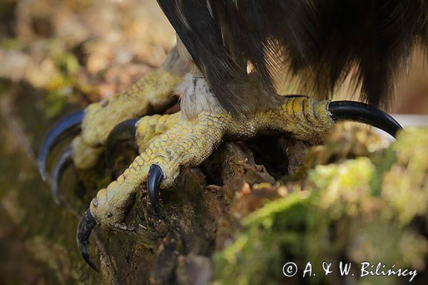 Orzeł przedni, zys, Aquila chrysaetos, szpony