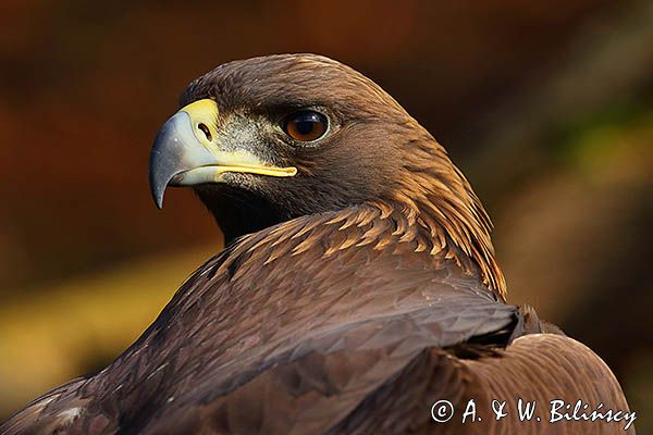 Orzeł przedni, zys, Aquila chrysaetos, portret