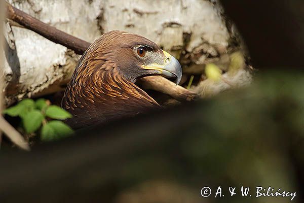 Orzeł przedni, zys, Aquila chrysaetos, portret