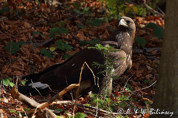 Orzeł przedni, zys, Aquila chrysaetos, portret