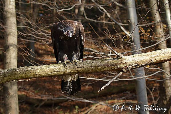 Orzeł przedni, zys, Aquila chrysaetos, portret