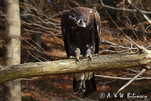 Orzeł przedni, zys, Aquila chrysaetos, portret