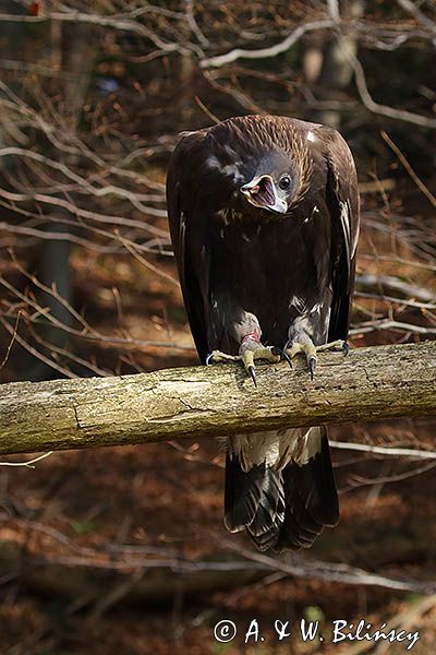 Orzeł przedni, zys, Aquila chrysaetos, portret