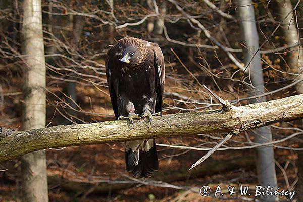 Orzeł przedni, zys, Aquila chrysaetos, portret