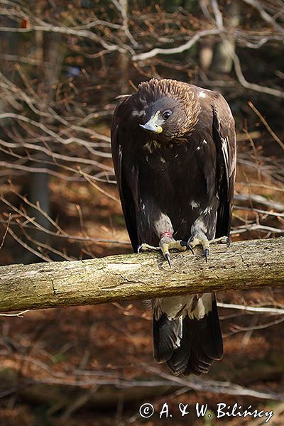 Orzeł przedni, zys, Aquila chrysaetos, portret