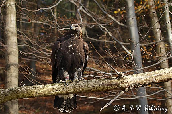 Orzeł przedni, zys, Aquila chrysaetos, portret