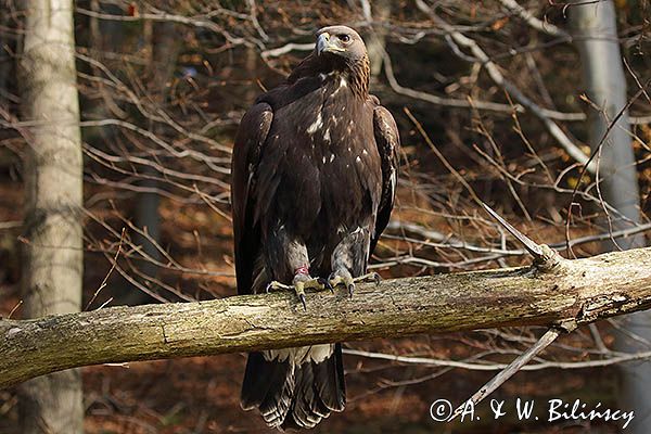 Orzeł przedni, zys, Aquila chrysaetos, portret