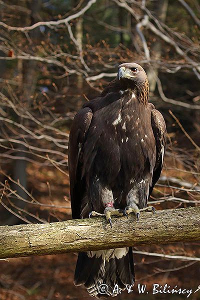 Orzeł przedni, zys, Aquila chrysaetos, portret