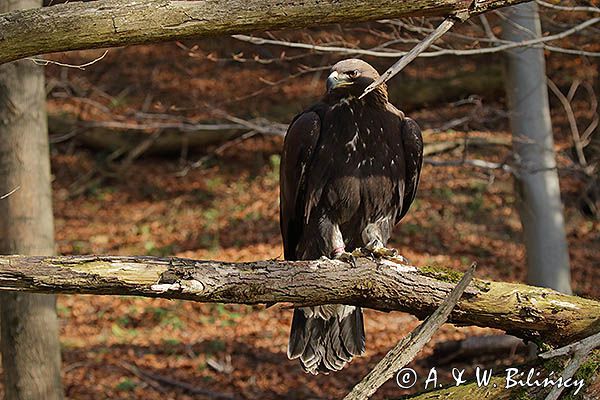 Orzeł przedni, zys, Aquila chrysaetos, portret