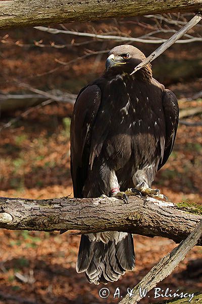 Orzeł przedni, zys, Aquila chrysaetos, portret