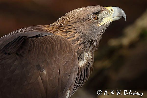 Orzeł przedni, zys, Aquila chrysaetos, portret