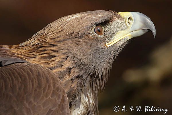 Orzeł przedni, zys, Aquila chrysaetos, portret