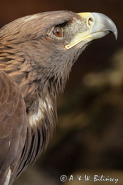 Orzeł przedni, zys, Aquila chrysaetos, portret