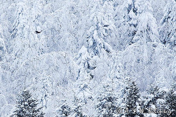 Orzeł przedni, zys, Aquila chrysaetos