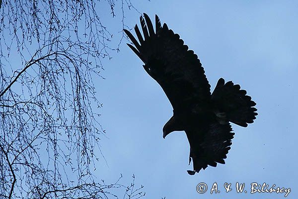 Orzeł przedni, zys, Aquila chrysaetos