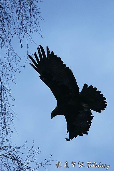 Orzeł przedni, zys, Aquila chrysaetos