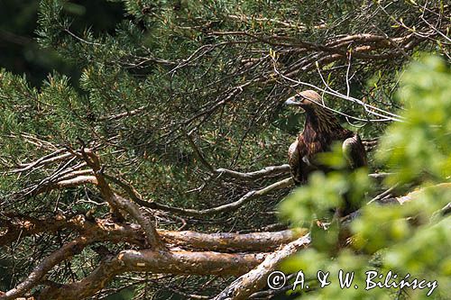 Orzeł przedni, zys, Aquila chrysaetos