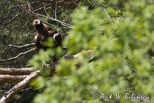 Orzeł przedni, zys, Aquila chrysaetos