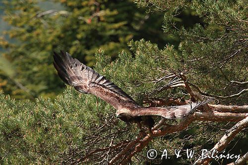 Orzeł przedni, zys, Aquila chrysaetos