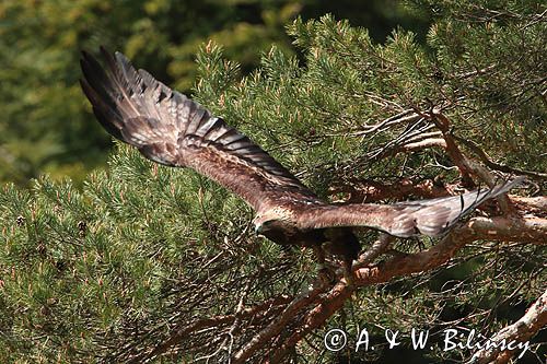 Orzeł przedni, zys, Aquila chrysaetos