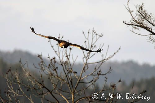 Orzeł przedni, zys, Aquila chrysaetos, Bieszczady