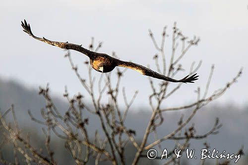 Orzeł przedni, zys, Aquila chrysaetos, Bieszczady