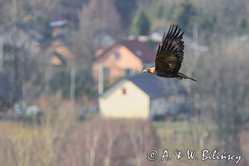 Orzeł przedni, zys, Aquila chrysaetos, Bieszczady