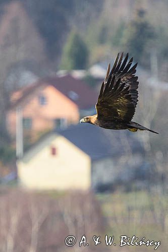 Orzeł przedni, zys, Aquila chrysaetos, Bieszczady