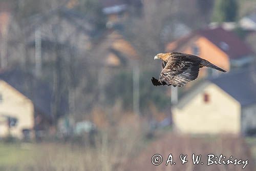 Orzeł przedni, zys, Aquila chrysaetos, Bieszczady