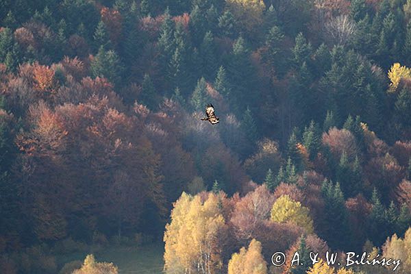 Orzeł przedni, zys, Aquila chrysaetos, w locie