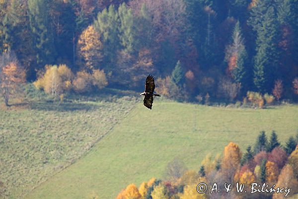 Orzeł przedni, zys, Aquila chrysaetos, w locie