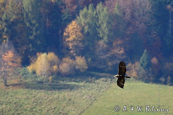 Orzeł przedni, zys, Aquila chrysaetos, w locie