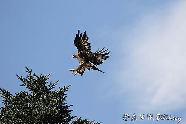 Orzeł przedni, zys, Aquila chrysaetos, w locie